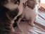 Immagine 1