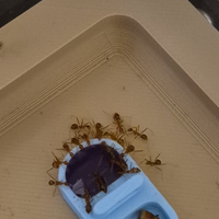 Formiche esotiche e europee