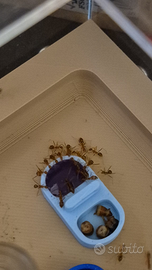 Formiche esotiche e europee