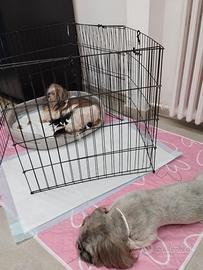 Cuccioli di shihztu