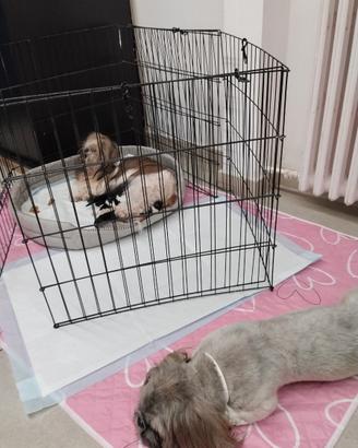 Cuccioli di shihztu