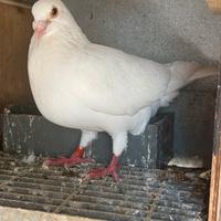 Piccioni viaggiatori