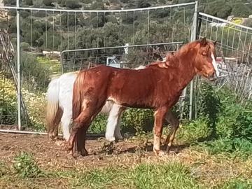 Mini cavallo ,non il solito pony pancione