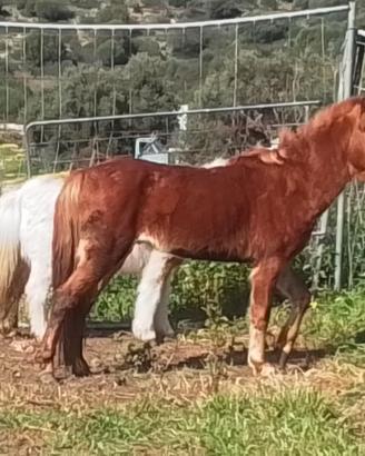Mini cavallo ,non il solito pony pancione