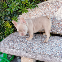 Bulldog francese