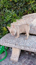 Bulldog francese