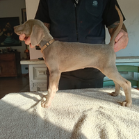 Weimaraner cuccioli pronta consegna