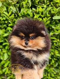 Spitz nano (pomerania) maschietto black & tan