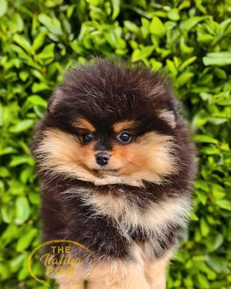 Spitz nano (pomerania) maschietto black & tan