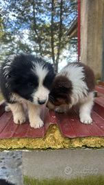 Cucciolo di border colli alta genealogia