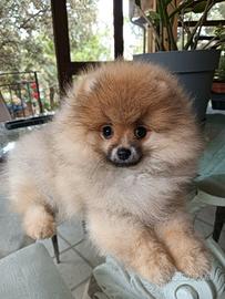 Cucciola di spitz di pomerania con pedigree
