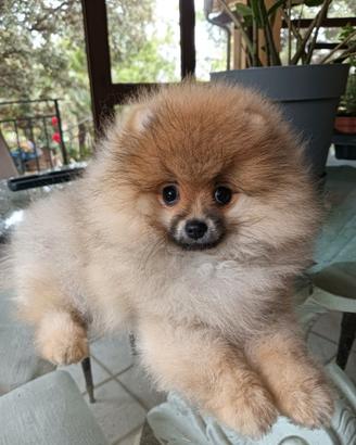 Cucciola di spitz di pomerania con pedigree