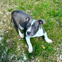 Amstaff Blue/Grigi: Cucciola disponibile