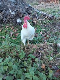 Gallo livornese 18 mesi