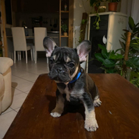 Bulldog francese esotico