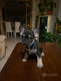 Bulldog francese esotico