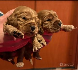 Cuccioli di cocker spaniel maschietti