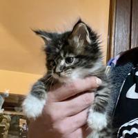 Mainecoon xxl cuccioli