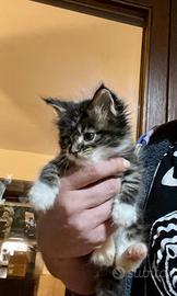 Mainecoon xxl cuccioli