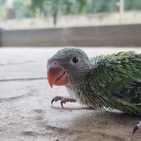 Pappagalli parrochetto del collare