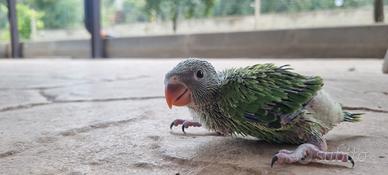 Pappagalli parrochetto del collare