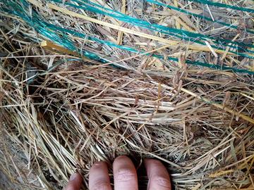 Paglia fieno ed erba medica