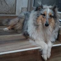 Pastore scozzese collie