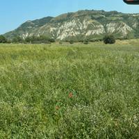 Fieno per cavalli mucche e pecore