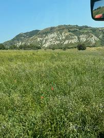 Fieno per cavalli mucche e pecore