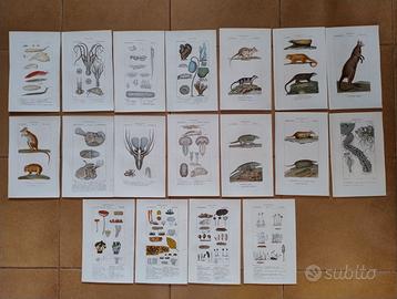 Litografie dipinte a mano Batelli BotanicaZoologia