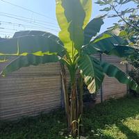 banano