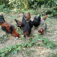 Galli marans