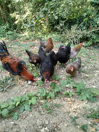 Galli marans