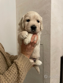 Cuccioli di Golden retriever