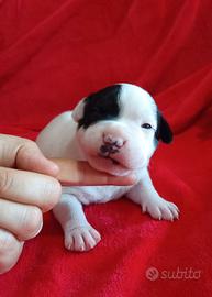 Staffy cuccioli Staffordshire Bull Terrier 