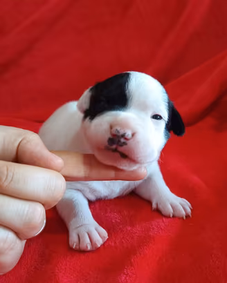 Staffy cuccioli Staffordshire Bull Terrier 