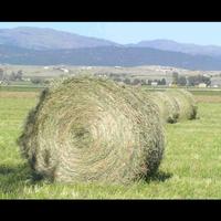 Fieno di qualità