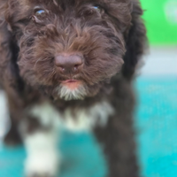 Lagotto Romagnolo