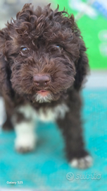 Lagotto Romagnolo