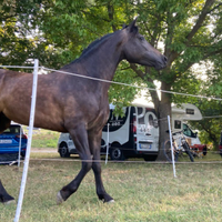 Cavalla per mezza fida, gratis