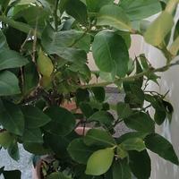 pianta limone 
