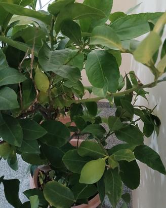 pianta limone 