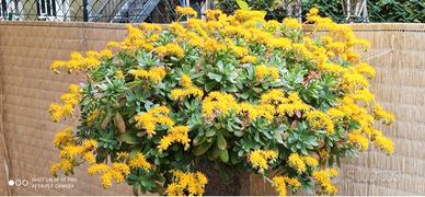 Sedum palmeri 
