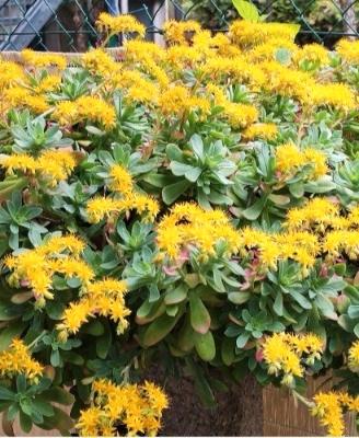 Sedum palmeri 