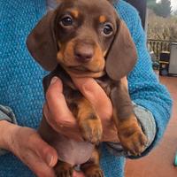 Bassotti cioccolato pedigree enci di pregio