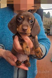 Bassotti cioccolato pedigree enci di pregio