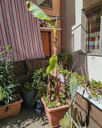 banano "gigante" in vaso