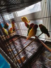 inseparabili 