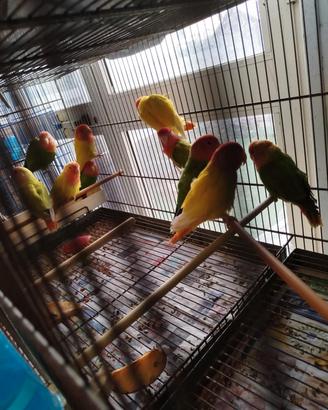 inseparabili 