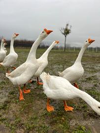 Galline ornamentali e oche cignoidi bianche